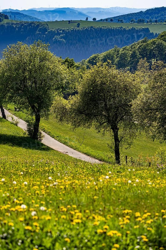 Landscape near Altastenberg, in the Hochsauerland district, in spring, flowering meadows, North Rhine-Westphalia, Germany