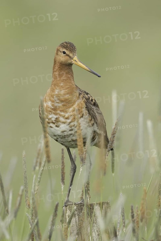 Black-tailed Godwit (Limosa limosa), Iceland