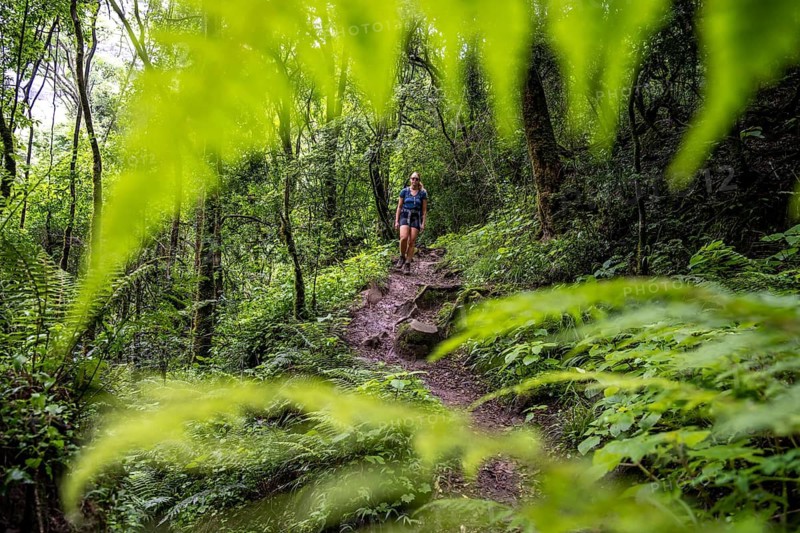 Tourist hiking through pristine mountain forest, Ukhahlamba-Drakensberg Park, KwaZulu-Natal, Drakensberg Mountains, South Africa