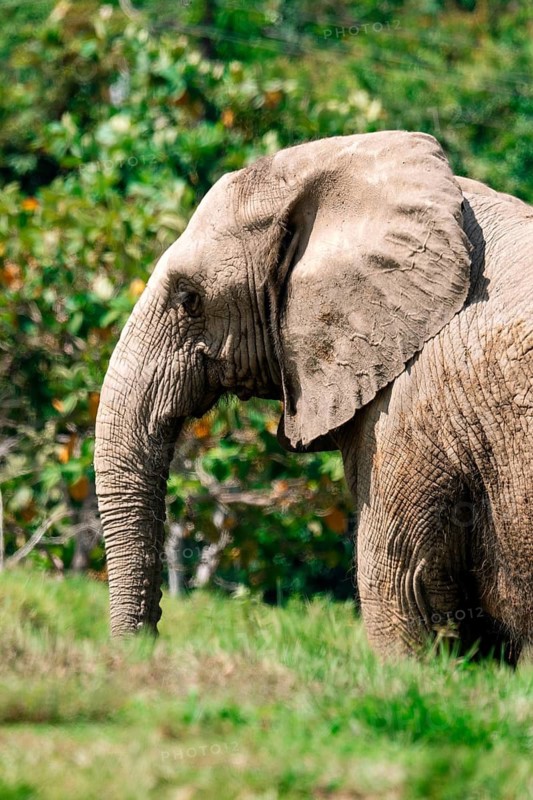 A serene African bush elephant, Loxodonta africana, captured in a lush green field, surrounded by vibrant foliage under bright sunlight