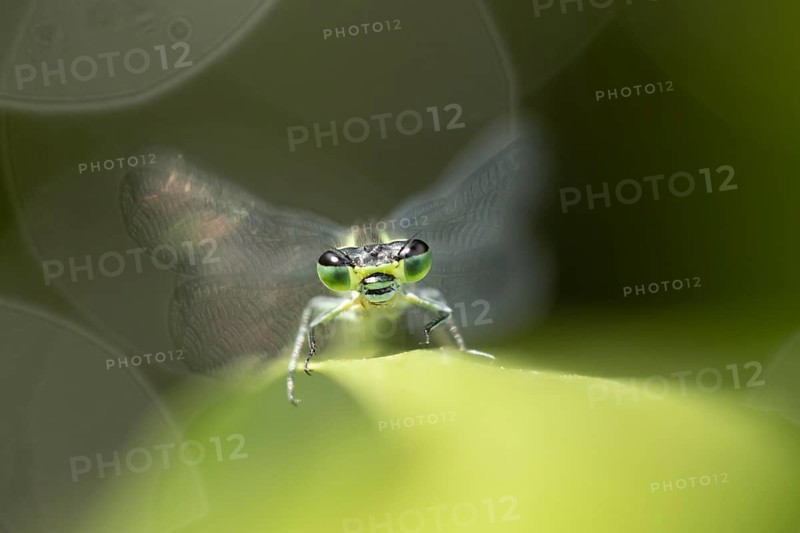 Blue tailed damselfly (Ischnura elegans) adult insect resting on a reed stem in a garden pond in summer, Suffolk, England, United Kingdom