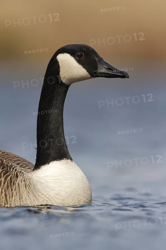 Canada Goose (Branta canadensis), Utrecht, Netherlands
