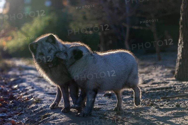 Two arctic foxes (Vulpes lagopus), (white fox, polar fox, or snow fox) playing with each other in backlit condition on a sunny day