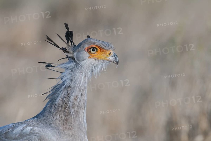 Secretarybird (Sagittarius serpentarius), Northern Cape, South Africa