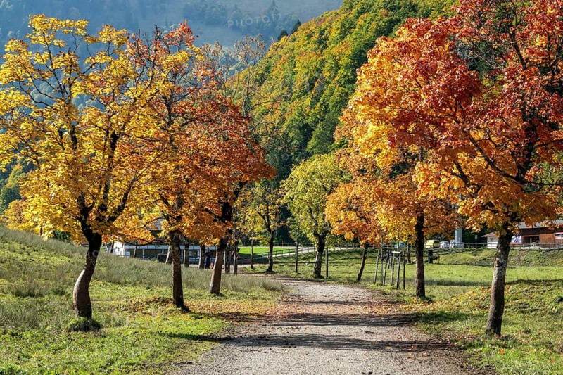 Autumn atmosphere, avenue with autumn-colored sycamore trees, Stillach Valley, near Heini-Klopfer Skiflugschanze, Oberstdorf, Oberallgäu, Allgäu, Bavaria, Germany