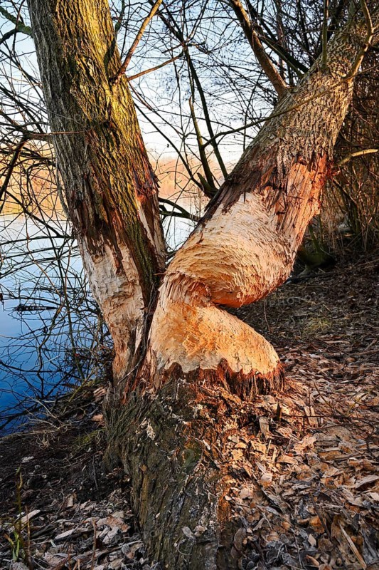 Silver willows (Salix alba) gnawed and felled by the European beaver (Castor fiber) on the River Lippe, North Rhine-Westphalia, Germany