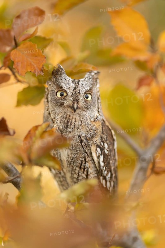 Eurasian Scops Owl (Otus scops) captive, Bavaria, Germany