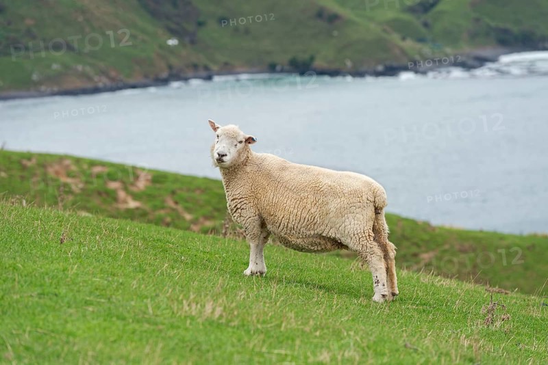 Sheep grazing at Otago Peninsula, Otago, South Island, New Zealand