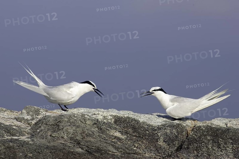 Black-naped Tern (Sterna sumatrana), Singapore