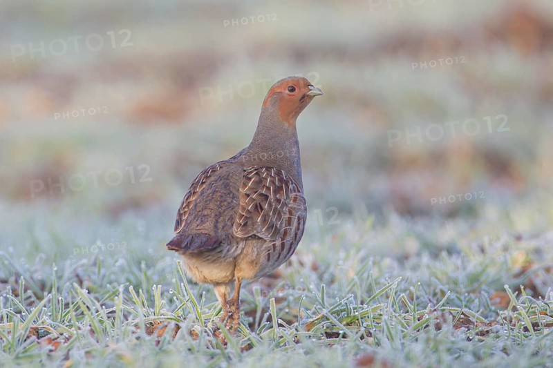 Grey or English or Hungarian partridge (Perdix perdix) adult game bird in a frost covered farmland field in winter, Suffolk, England, United Kingdom