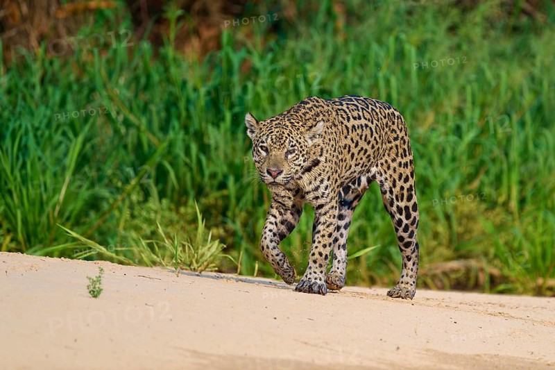 The jaguar strides across a sandy surface surrounded by green jungle flora, Jaguar (Panthera onca), Pantanal, Mato Grosso, Brazil