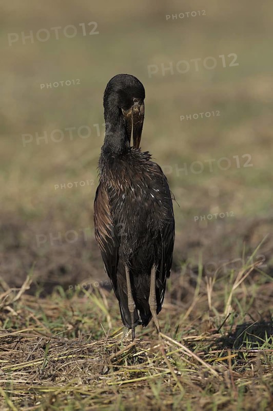 African Openbill (Anastomus lamelligerus) foraging, Chobe, Botswana