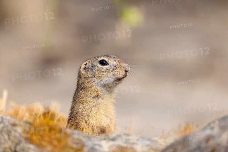A fully grown European ground squirrel (Spermophilus citellus) sits in rocky terrain on a sunny day, partially hidden behind a rock. Austria
