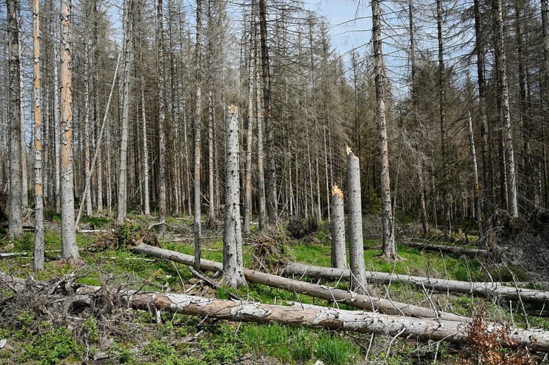 Dead spruce forest (Picea abies), forest dieback, deadwood, resin, Lower Saxony, Germany