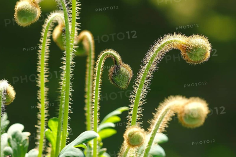 Iceland poppy (Papaver nudicaule), buds, in the evening light, North Rhine-Westphalia, Germany