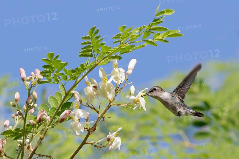Bee Hummingbird (Mellisuga helenae) feeding at a flower in Cuba