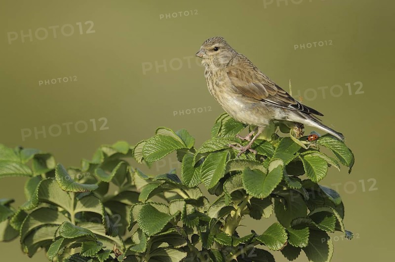 Common Linnet (Linaria cannabina) female, North Rhine-Westphalia, Germany