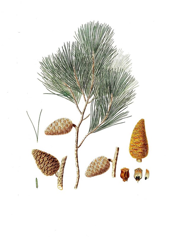 Maritime pine, also known as Bordeaux pine, hedgehog pine, star pine, sea pine, maritime pine, Pinus pinaster, Pinus maritima, maritime pine, tree, digitally enhanced reproduction of an original by Aylmer Bourke Lambert (1761 - 1842), English botanist, published around 1810