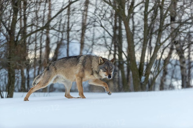 One male eurasian gray wolf (Canis lupus lupus) walking thru deep snow with a forest in the background