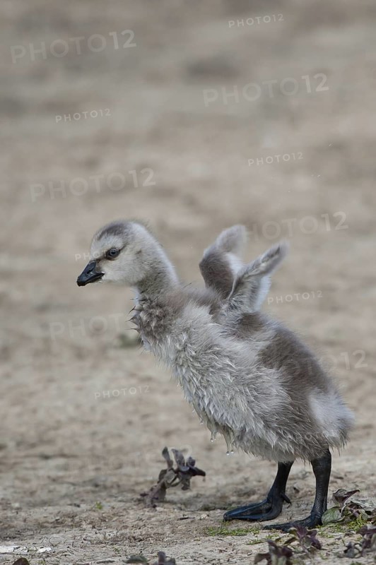 Barnacle Goose (Branta leucopsis) juvenile, Schleswig-Holstein, Germany