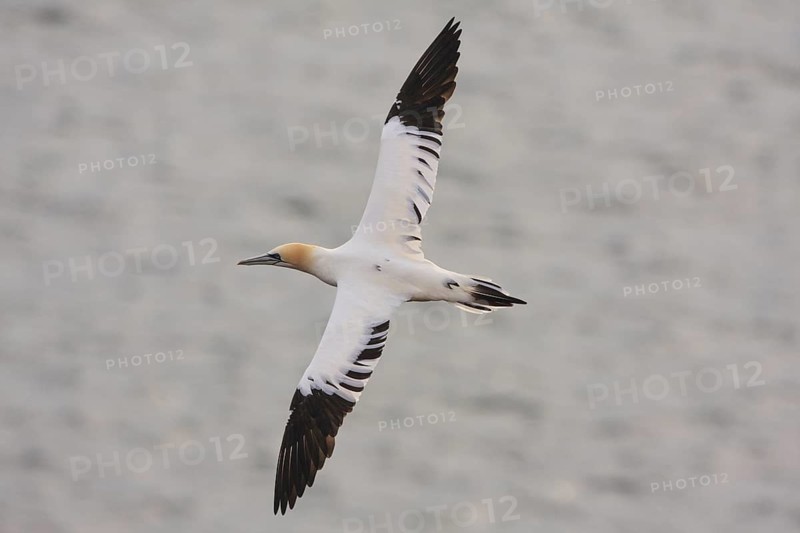 Northern Gannet (Morus bassanus) flying, Schleswig-Holstein, Germany