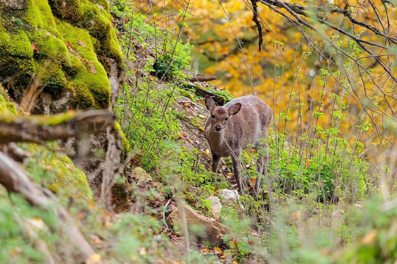 A female sika deer (Cervus nippon) crosses a rocky but vegetation-covered slope in search of food