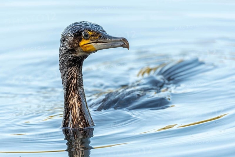 Great great cormorant (Phalacrocorax carbo) fishing in the water. Bas-Rhin, Collectivite europeenne d'Alsace, Grand Est, France