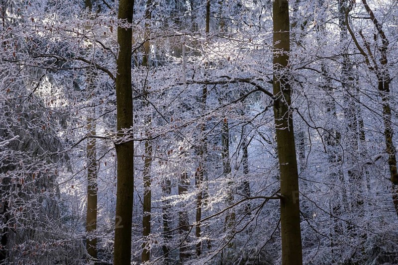 Wintery forest with hoarfrost on Königstuhl mountain, Rhein-Neckar district, Baden-Württemberg, Germany