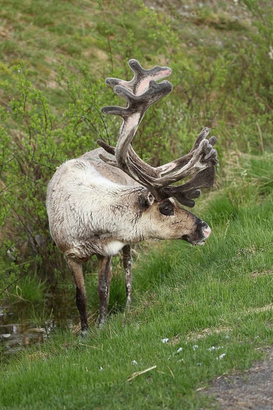 Reindeer (Rangifer tarandus) male, domesticated animal with strong velvet antlers, tundra, northern Finland, Scandinavia