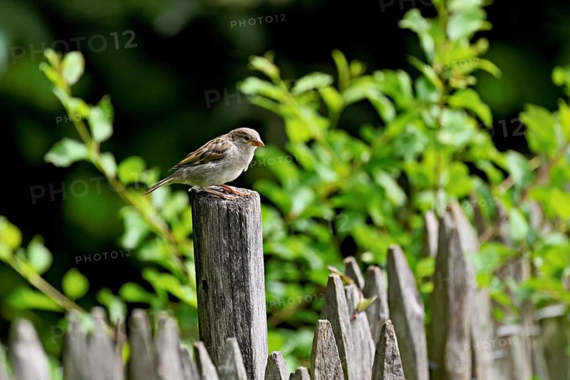 Tree sparrow (Passer montanus), young bird sitting on a post, Switzerland