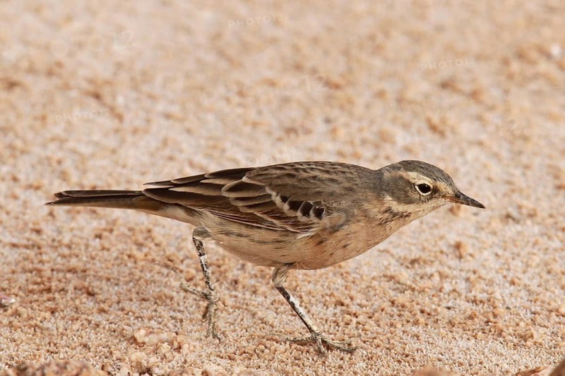 Water Pipit (Anthus spinoletta coutellii), Eilat, Israel