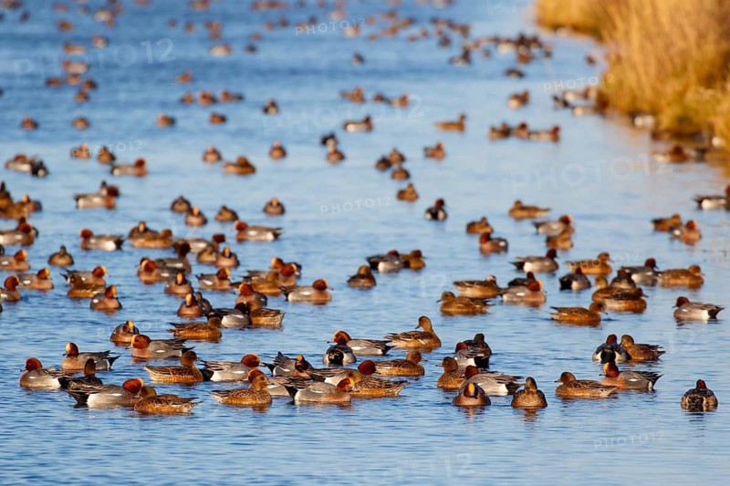 Eurasian Wigeon (Mareca penelope) group, Netherlands