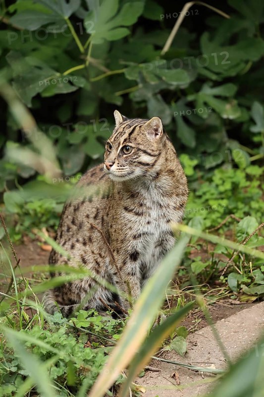 A cat sits in green surroundings, observing its surroundings, well camouflaged, fish cat (Prionailurus viverrinus), adult, alert, in captivity, South-East Asia