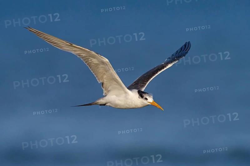 Caspian Tern, flight photo, (Thalasseus bergii), East Khawr / Khawr Ad Dahariz, Salalah, Dhofar, Oman