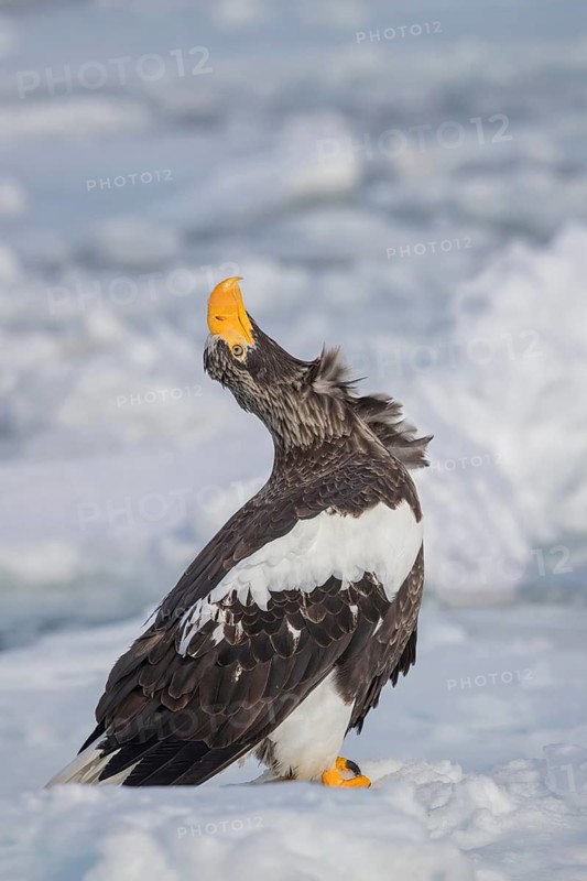 Steller's Sea Eagle (Haliaeetus pelagicus) on snow, Hokkaido, Japan