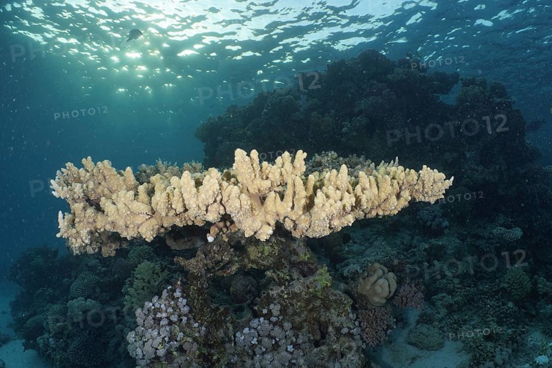 Pharaoh's antler coral (Acropora pharaonis)