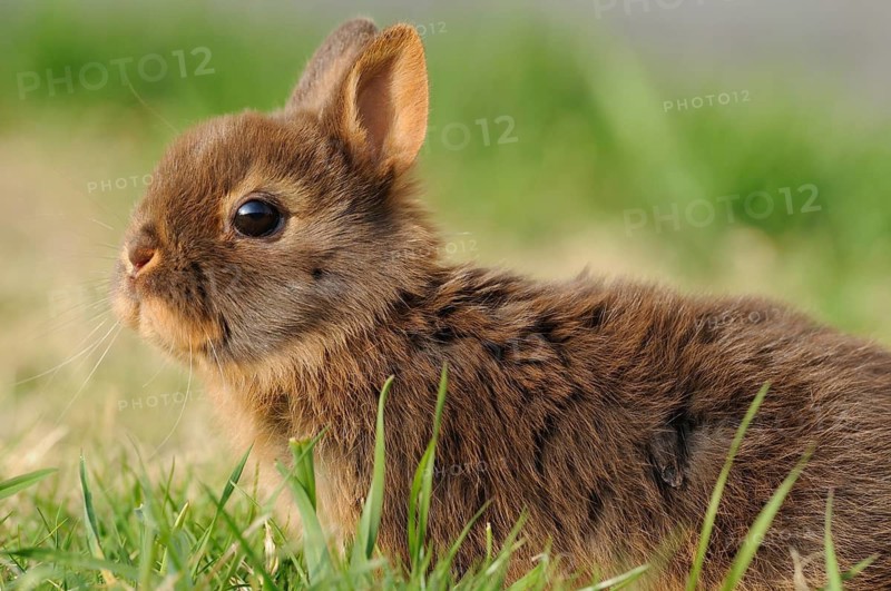 A small rabbit in the meadow looks curiously to the side, colour dwarf, tan-havana, Bavaria