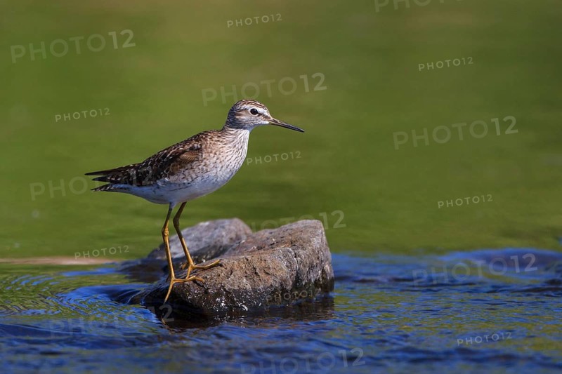 Wood Sandpiper (Tringa glareola) perched on a rock in water, Greece