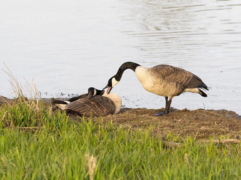 Canada Geese (Branta canadensis), male or gander vocally greeting female at their nest, Hesse, Germany