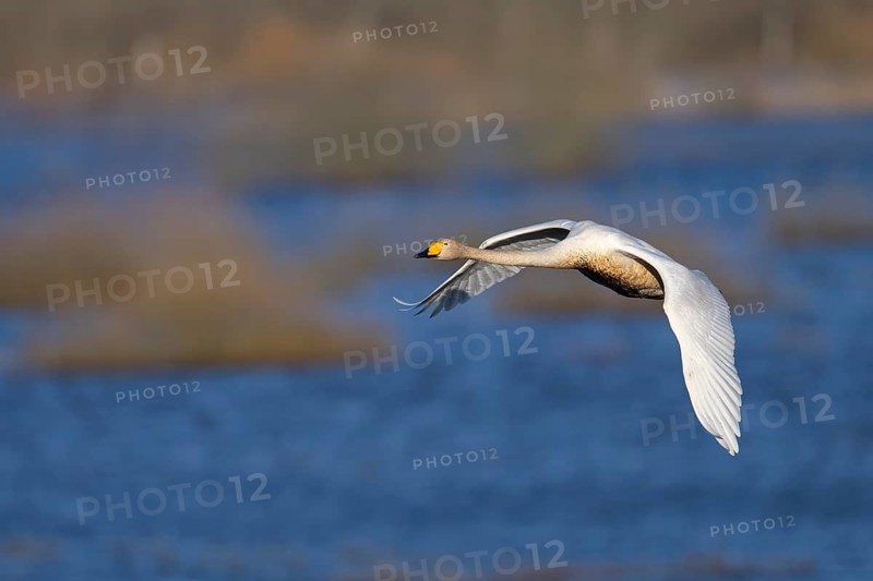 Whooper swan (Cygnus cygnus), Sweden