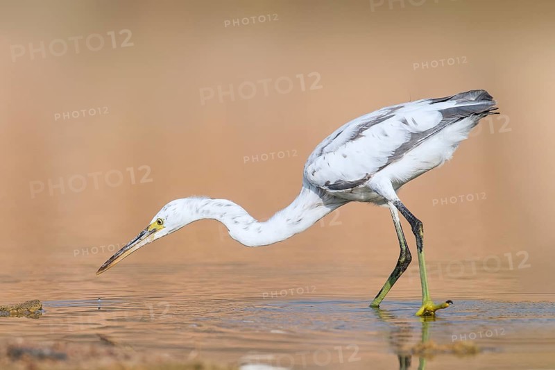 Western Reef Heron (Egretta gularis), Eilat, Israel