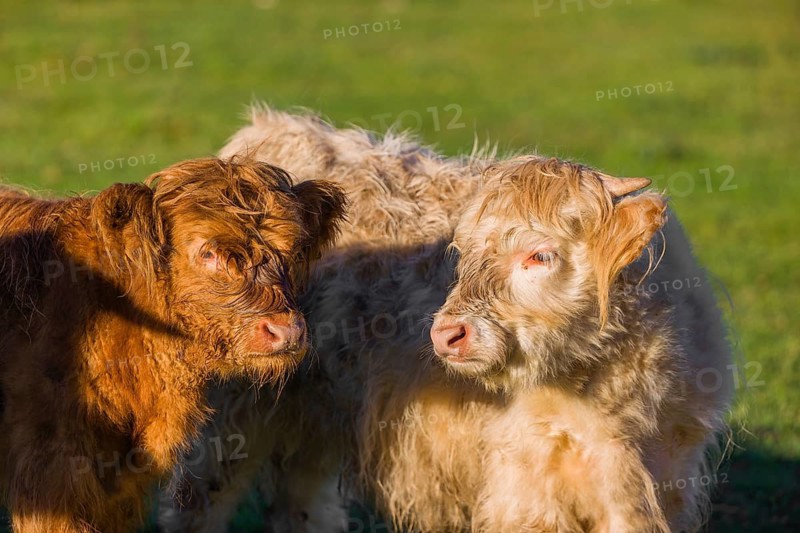 Portrait of two Highland calves (Bos primigenius taurus) in the first light of the day