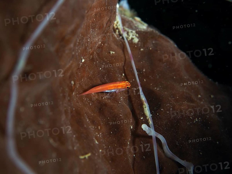 A small red black-bellied goby (Eviota atriventris) on brown sea sponge under water, dive site Prapat, Penyapangan, Bali, Indonesia