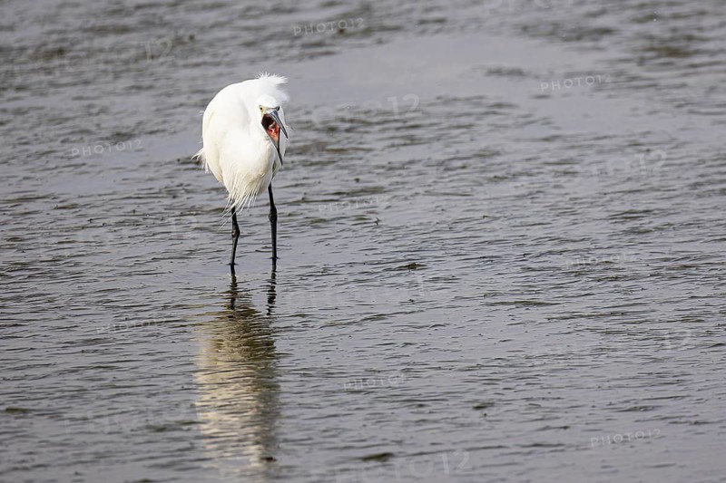Little Egret (Egretta garzetta) swallows a captured worm, Faro, Algarve, Portugal