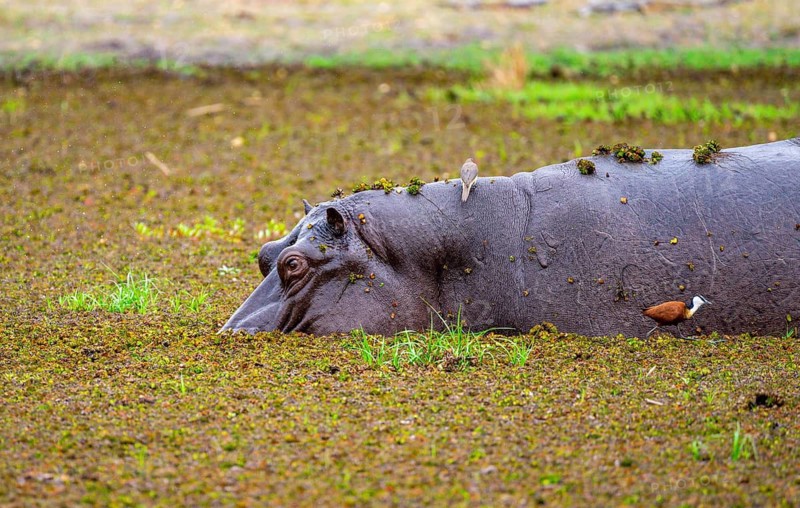 Hippopotamus (Hippopatamus amphibius), in a lake densely overgrown with aquatic plants, Okavango Delta, Moremi Game Reserve, Botswana