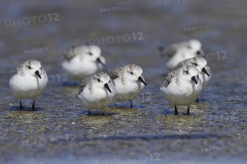 Sanderling (Calidris alba), Andalusia, Spain