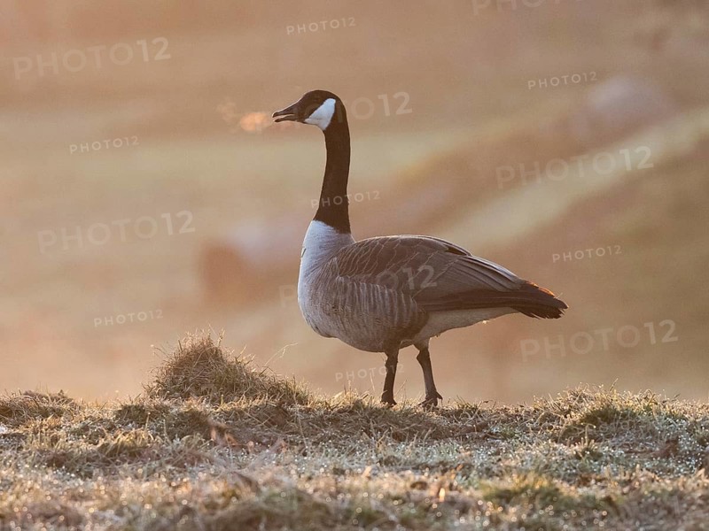 Canada goose (Branta canadensis), adult bird, its exhaled breath showing in the cold morning air, standing on a meadow, Hesse, Germany