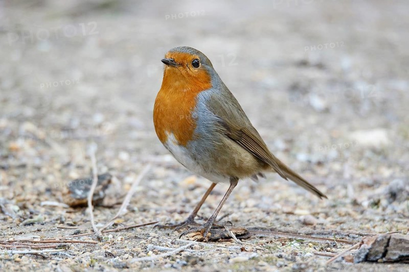 European Robin (Erithacus rubecula), on field floor, Castile and Leon