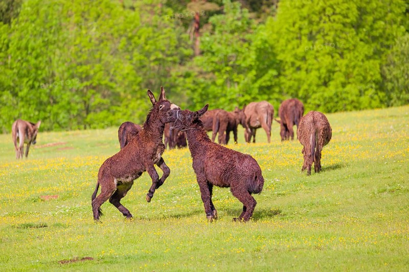 Two mixed breed donkey stallions fight