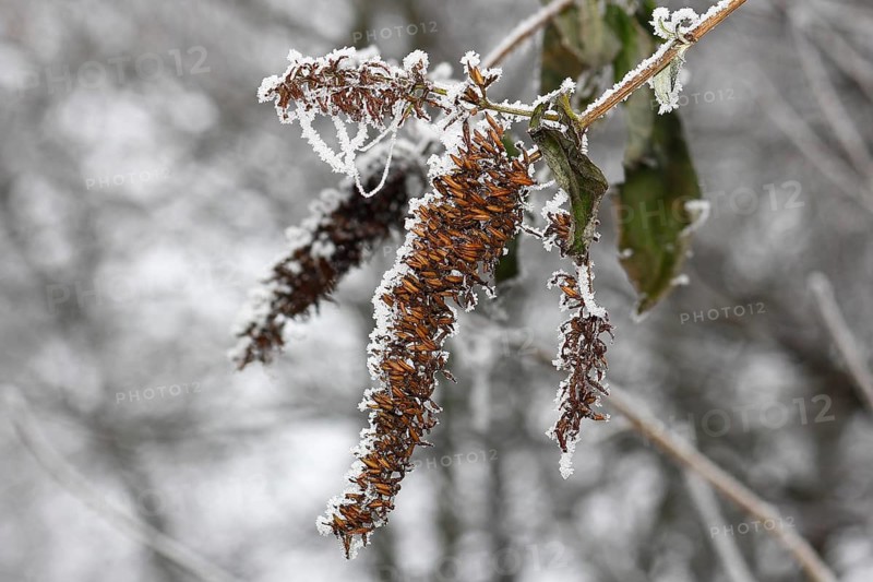 Summer lilac (Buddleja davidii) with hoarfrost, North Rhine-Westphalia, Germany